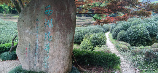 What are the varieties of Longjing tea trees?