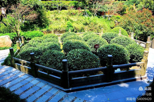 The legend of the eighteen imperial tea trees in Longjing