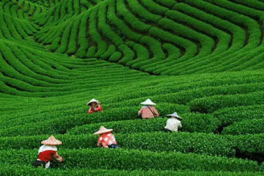 Longjing Tea Harvesting Time