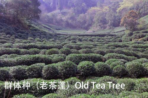2024 New Harvest Hangzhou Pre-Qingming West Lake Long Jing Green Tea -Old Dragon Well Tea -Quntizhong（群體種） 4.4oz,Ming Qian LongJing Cha, Premium Loose Leaf Green Tea（Second Grade ）