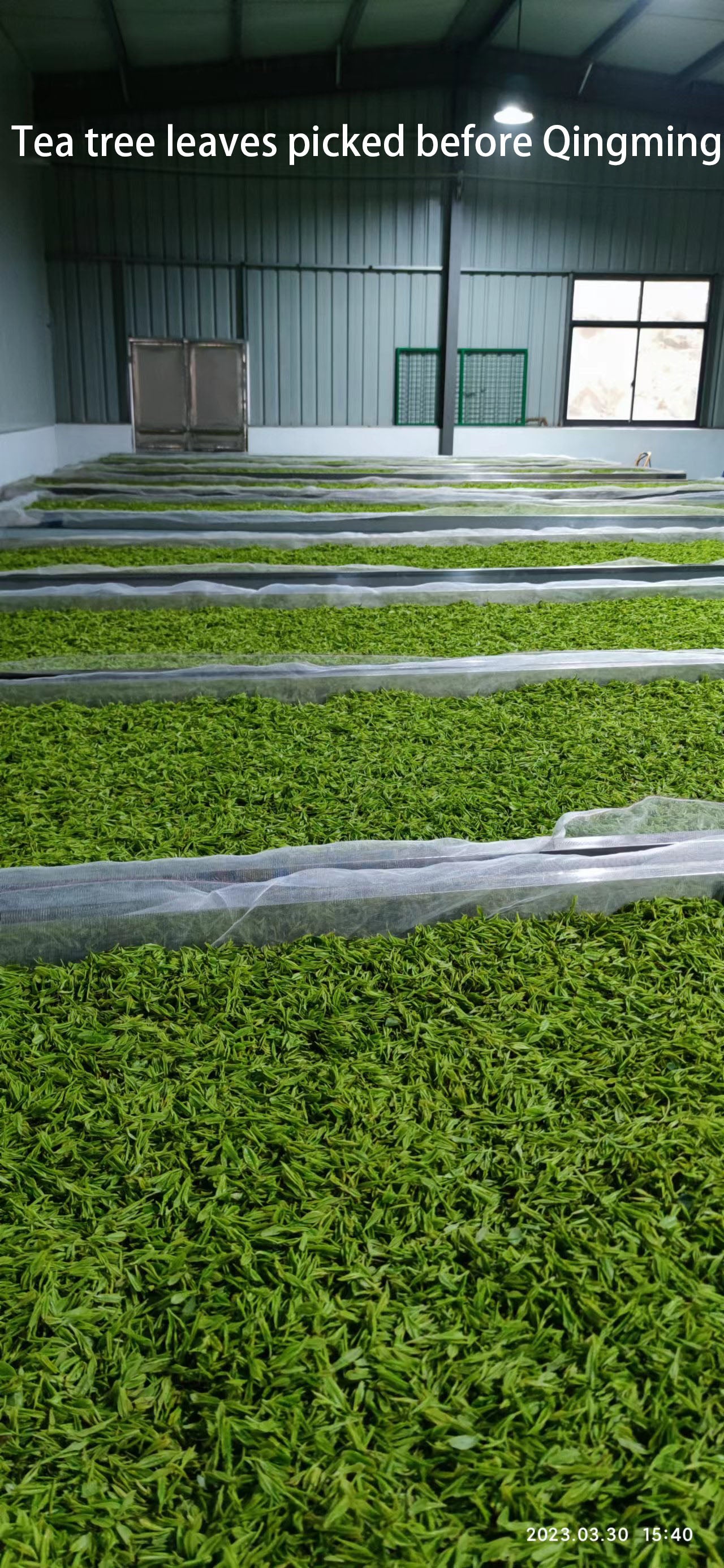 AnJi Baicha, er ist authentischer Anji-weißer Tee, organischer, lockiger grüner Tee aus grünem Blatt-erste Klasse-2,1 Unzen/60g