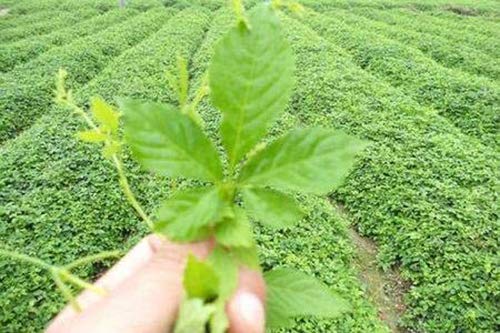 Organic Seven Loose Leaf Jiaogulan Loose Tea Natural Sweet Stemless Gynostemma 500g
